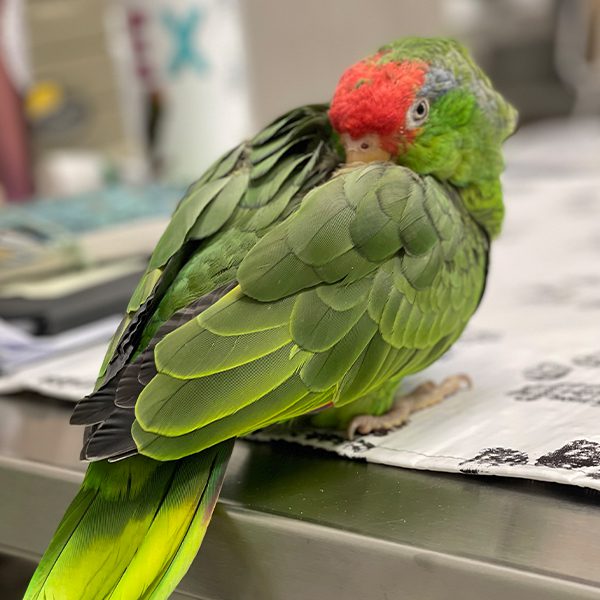 Long island orders bird & exotics veterinary clinic