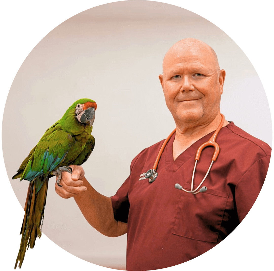 Male Veterinarian holding a parrot on his right hand