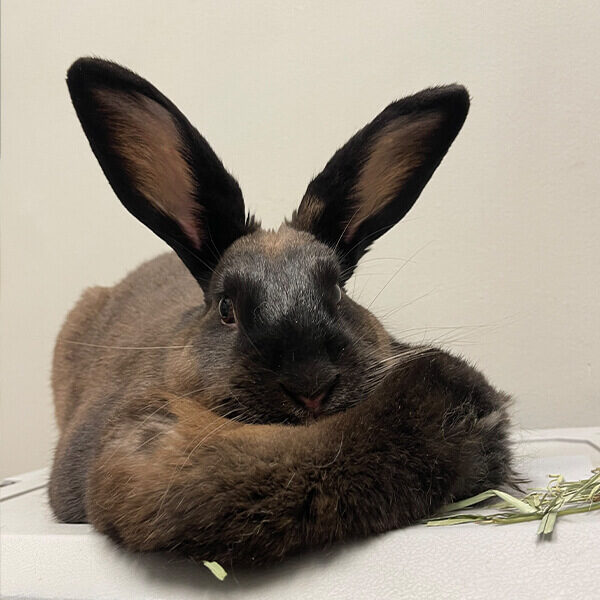 Brown Bunny With Long Ears