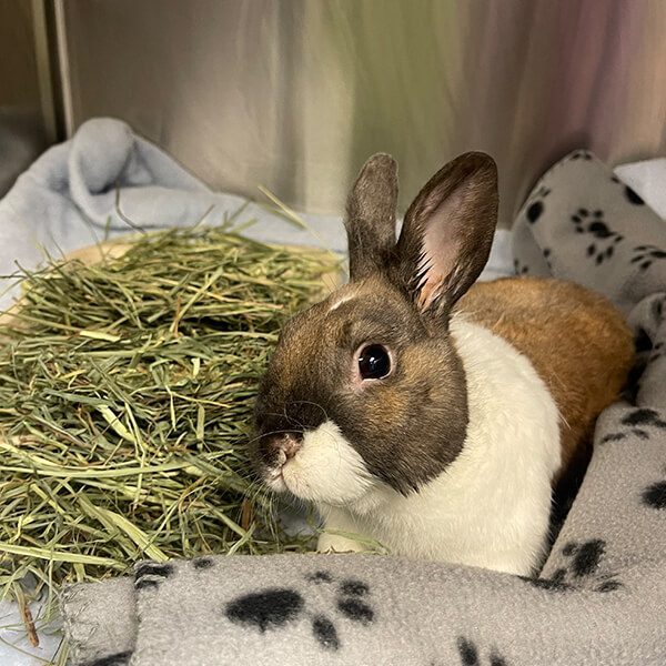 Bunny On Paw Blanket