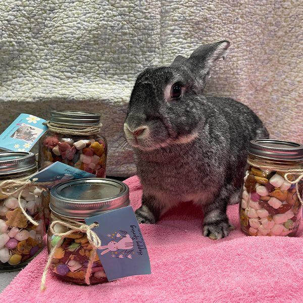 Bunny With Jars