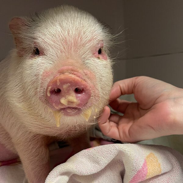 Messy Piglet Face