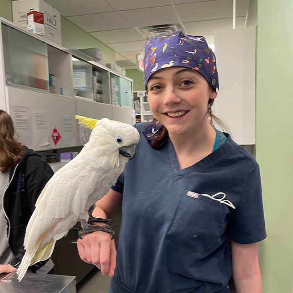 Parrot With Surgeon
