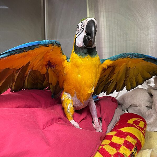 Parrot With Wings Spread