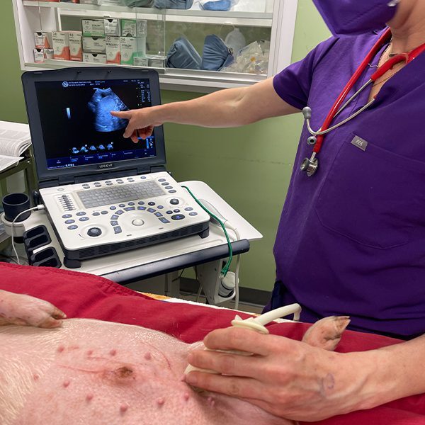 Pig Ultrasound Pig Ultrasound