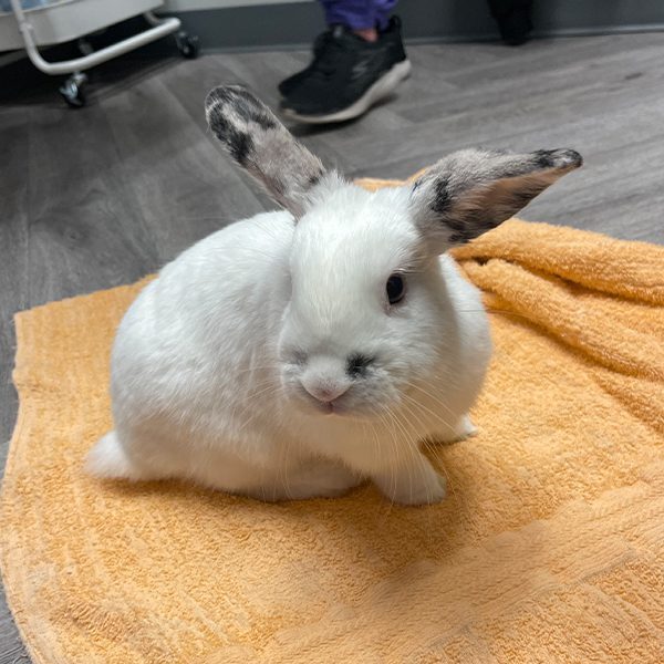 Rabbit On Yellow Towel
