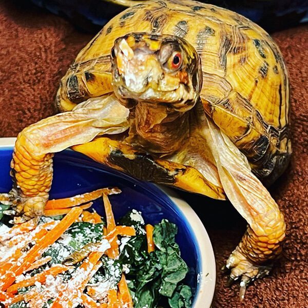 Turtle With Food